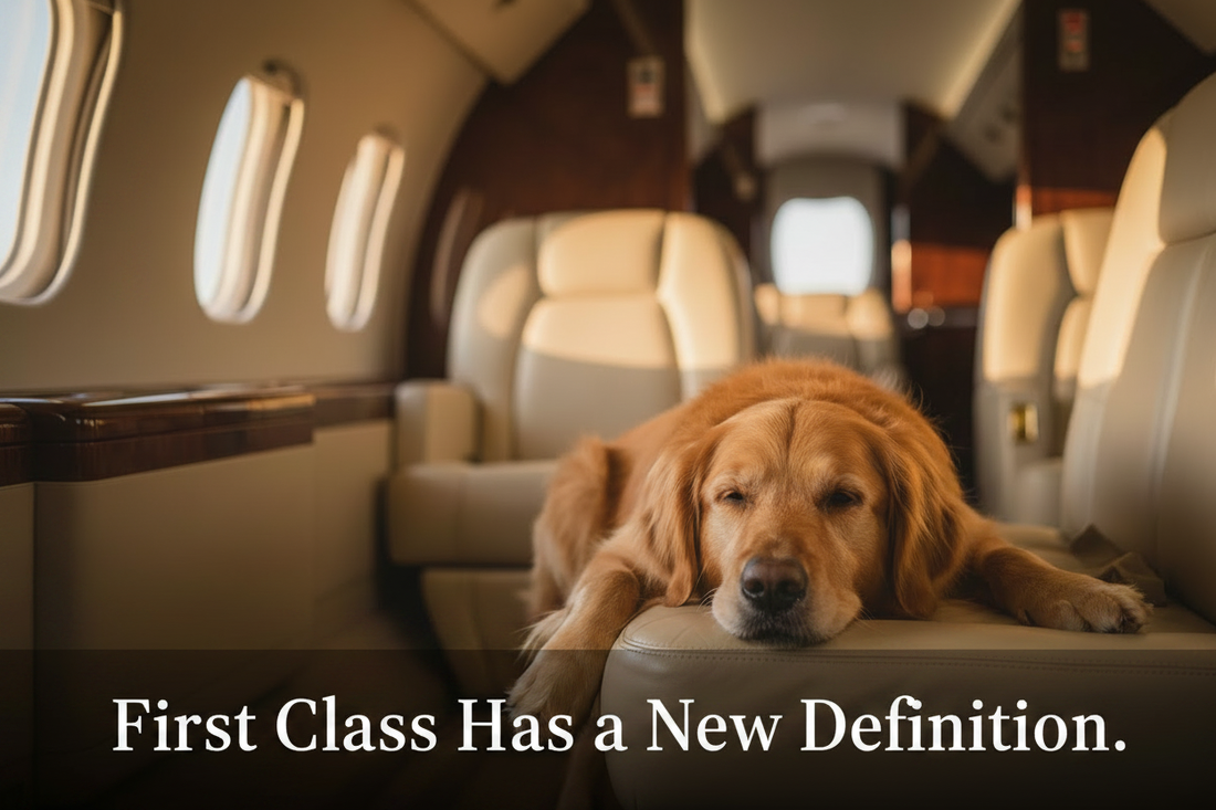 Luxury private jet interior with natural light and leather seating — ultimate guide to pet-friendly private jet charter flights